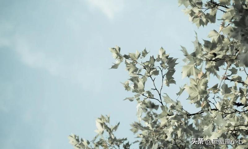 狮子座斗不过摩羯座,狮子座斗不过天秤座