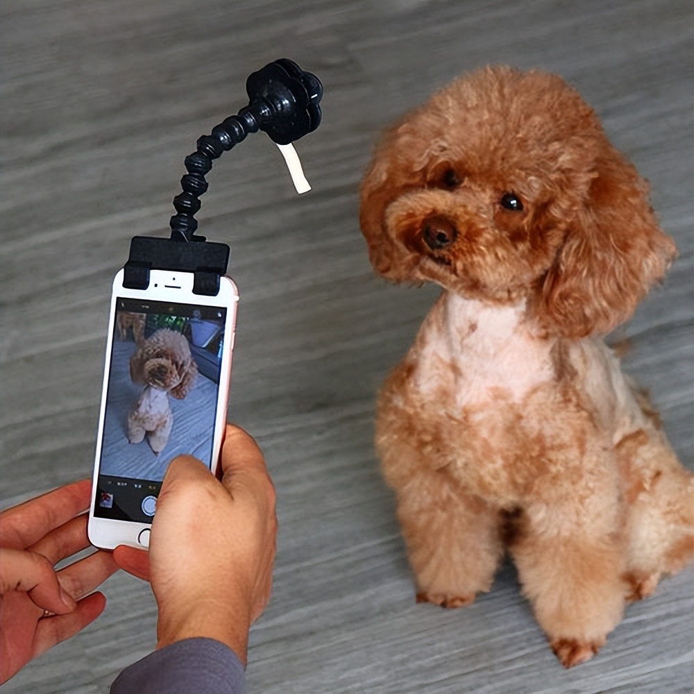 养狗发现的神奇现象,养狗常见的4大误区你避雷了吗