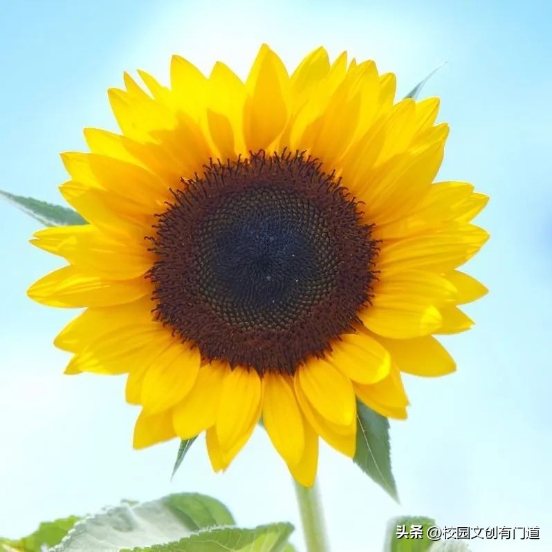 校徽创意设计40年,学校校徽logo设计图片五周年