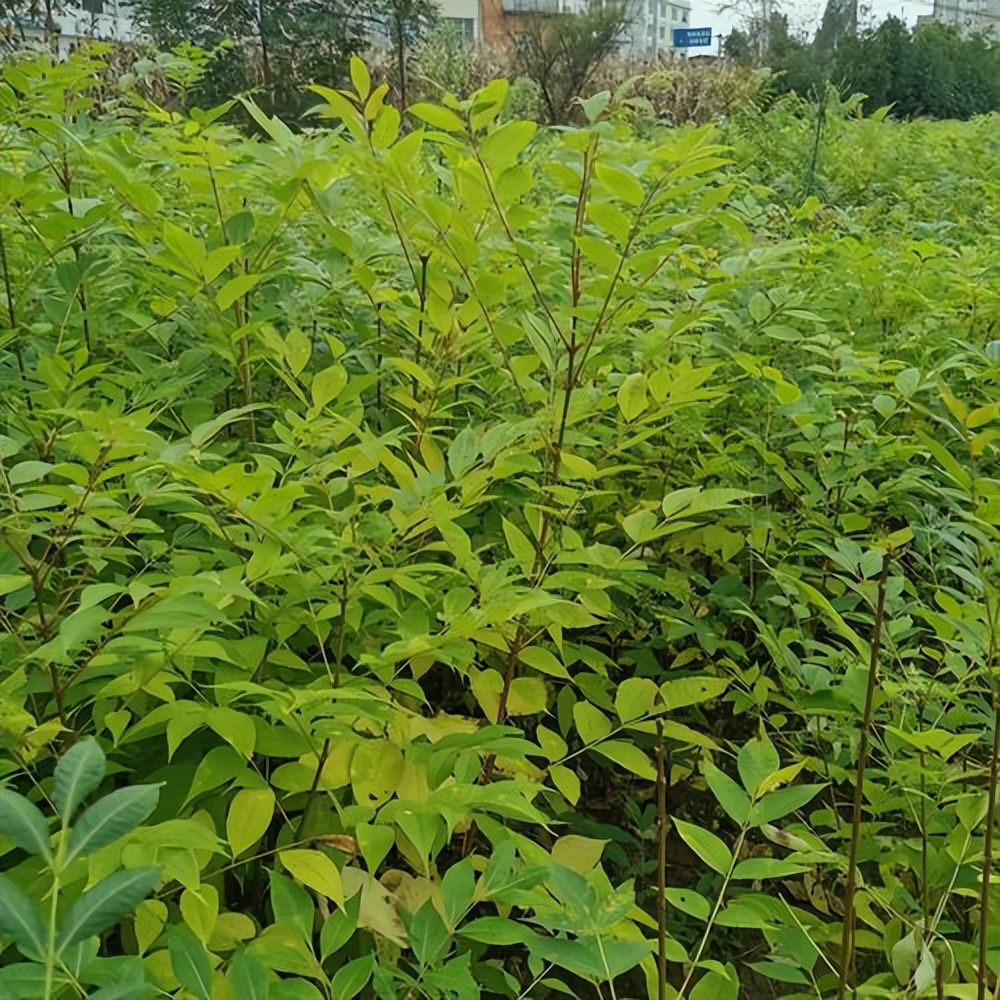 肛周脓肿中医三黄膏,紫草膏可以治肛周脓肿吗