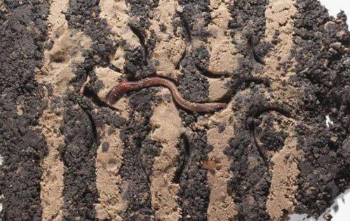 禽畜粪便环保处理,畜禽粪便处理循环利用利弊