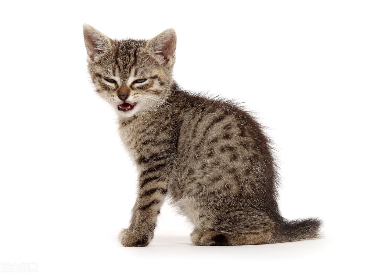 一只猫被无数老鼠咬死,这只猫被一只老鼠欺负了半辈子