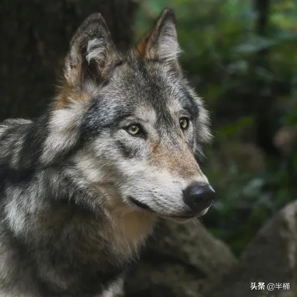 开挖掘机遇到猛兽,开挖掘机遇到发动机怎么办