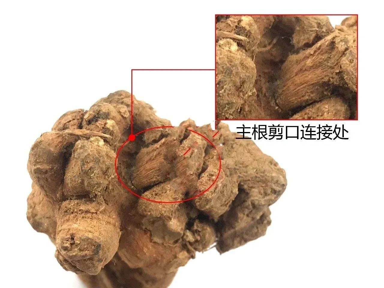 甯歌浼姡浜у搧,甯歌鍔h嵂