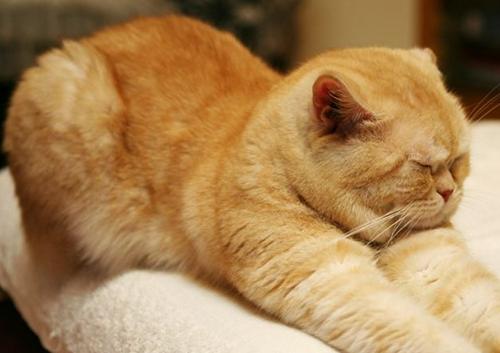 治猫耳螨操作方法多久一次,养宠经验垂耳兔耳螨怎么治