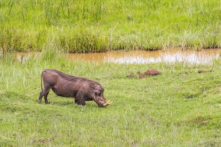 野猪生活习性研究,野猪生活习性和行为爱好