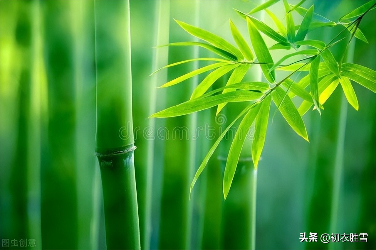 鍒濆绔瑰瓙,鍒濆缁挎剰鐩庣劧鍞編璇楀彞