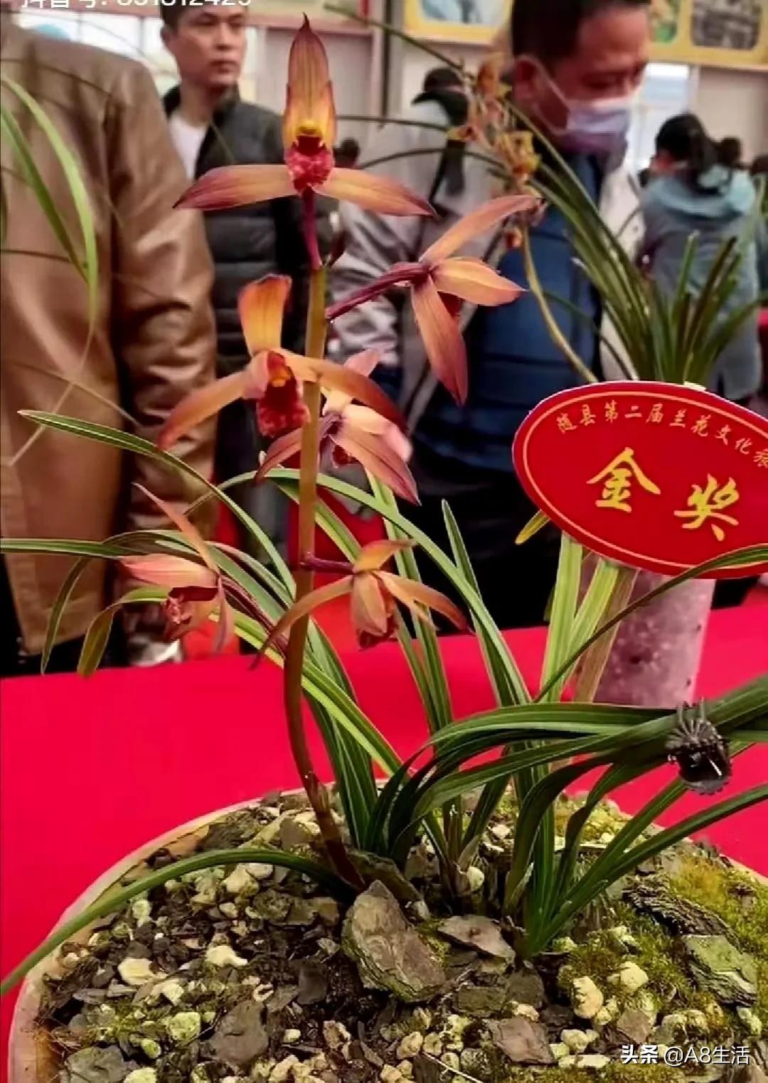 每日一品花卉,每日一品中国兰花春兰