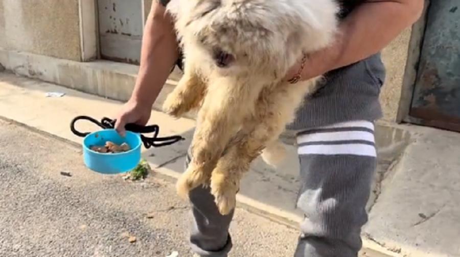 辽宁:连走路都走不稳的老京巴,十多年的陪伴,终究还是错付了