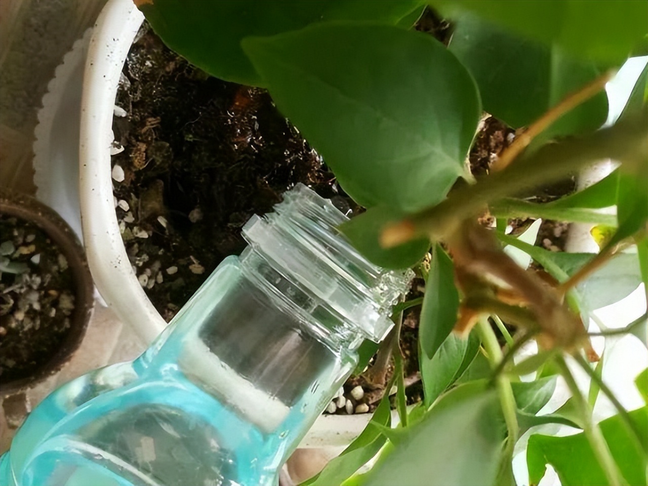 养花只用花多多1号可以吗,养花的5个秘密