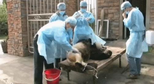 盘点网红大熊猫搞笑场面,大熊猫一摔成名