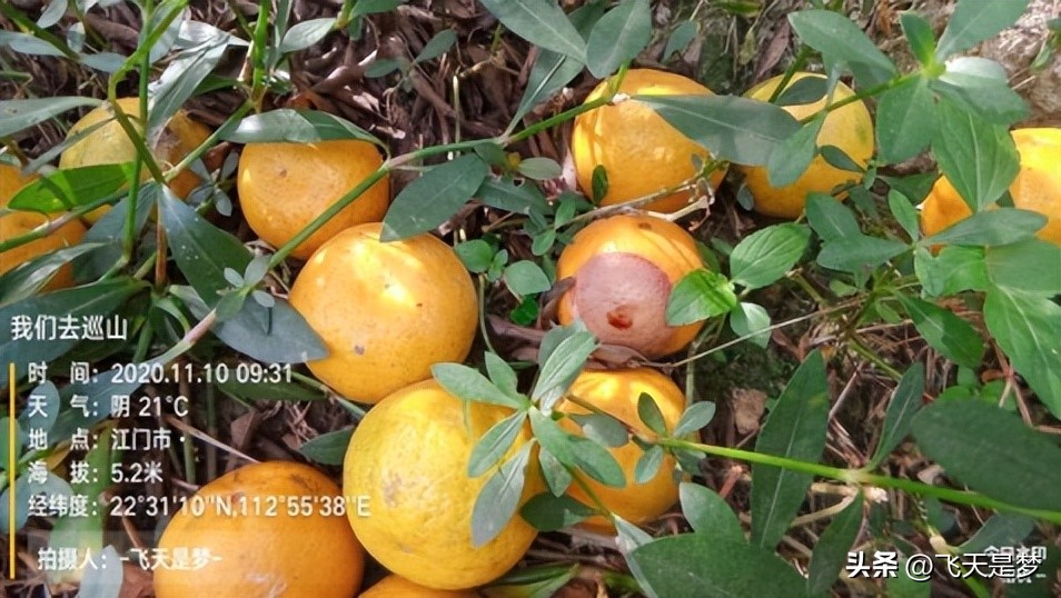 你的柑园布防果蝇未？