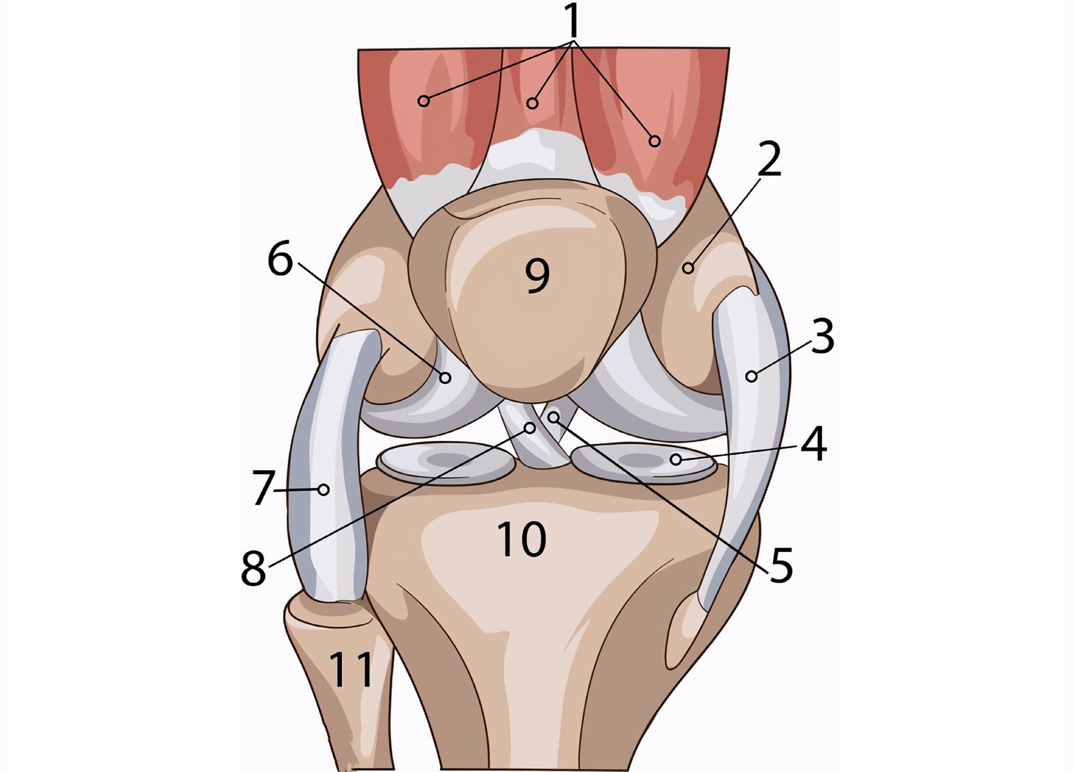 一到冬天最冷的时候膝盖疼怎么办,老年人冬天膝盖疼的最快解决方法