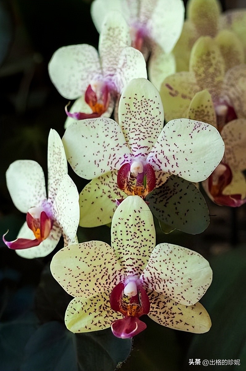 秋天最美的花有哪些,秋天里最美的花朵