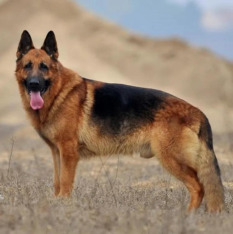 养狗首选的6只狗狗既好养又忠诚,养狗知识大全适合养什么样的狗狗