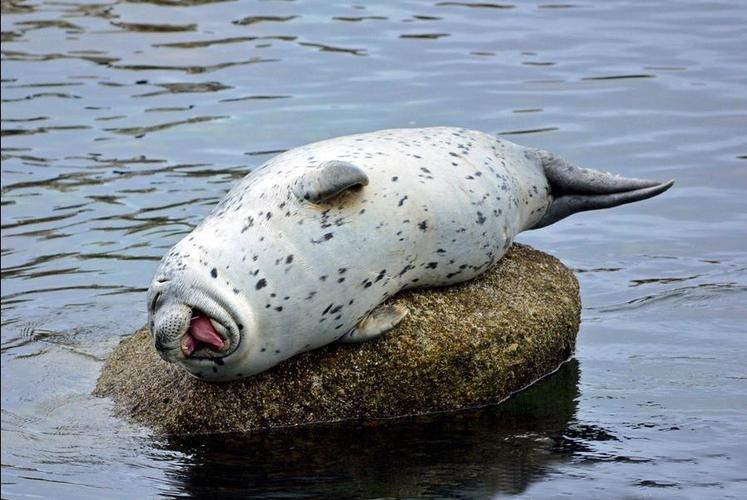 辽宁大连100头斑海豹幼仔遭猎捕,辽宁盘锦斑海豹罕见上岸晒日光浴