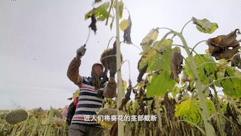 中国味儿,恰似那把瓜子