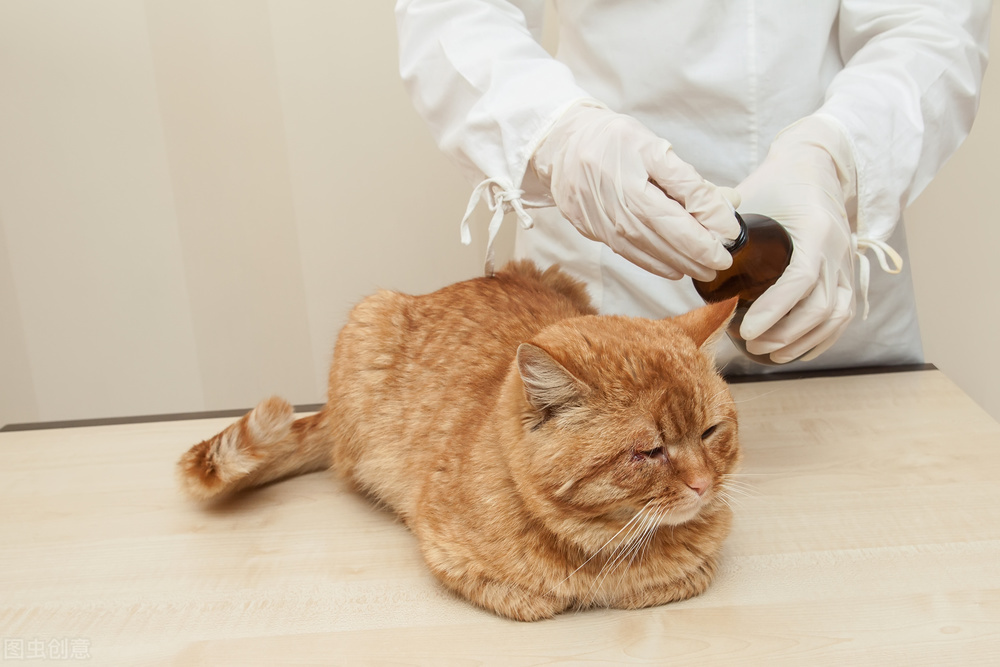 猫打架出血死亡,猫咪打架出血后怎么处理