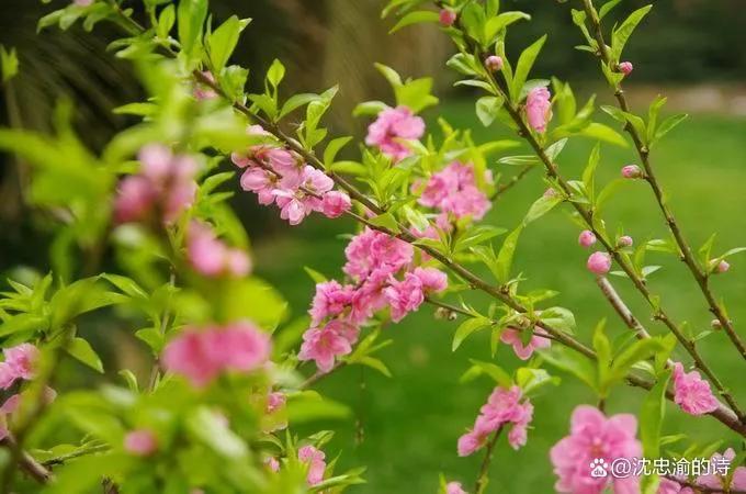 原创现代诗五言,原创三月诗歌