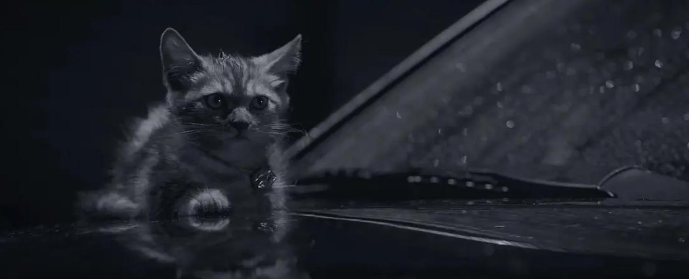 智齿港片,智齿港片电影