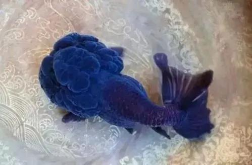 各种漂亮鱼的名称及图片,漂亮可爱的海水观赏鱼