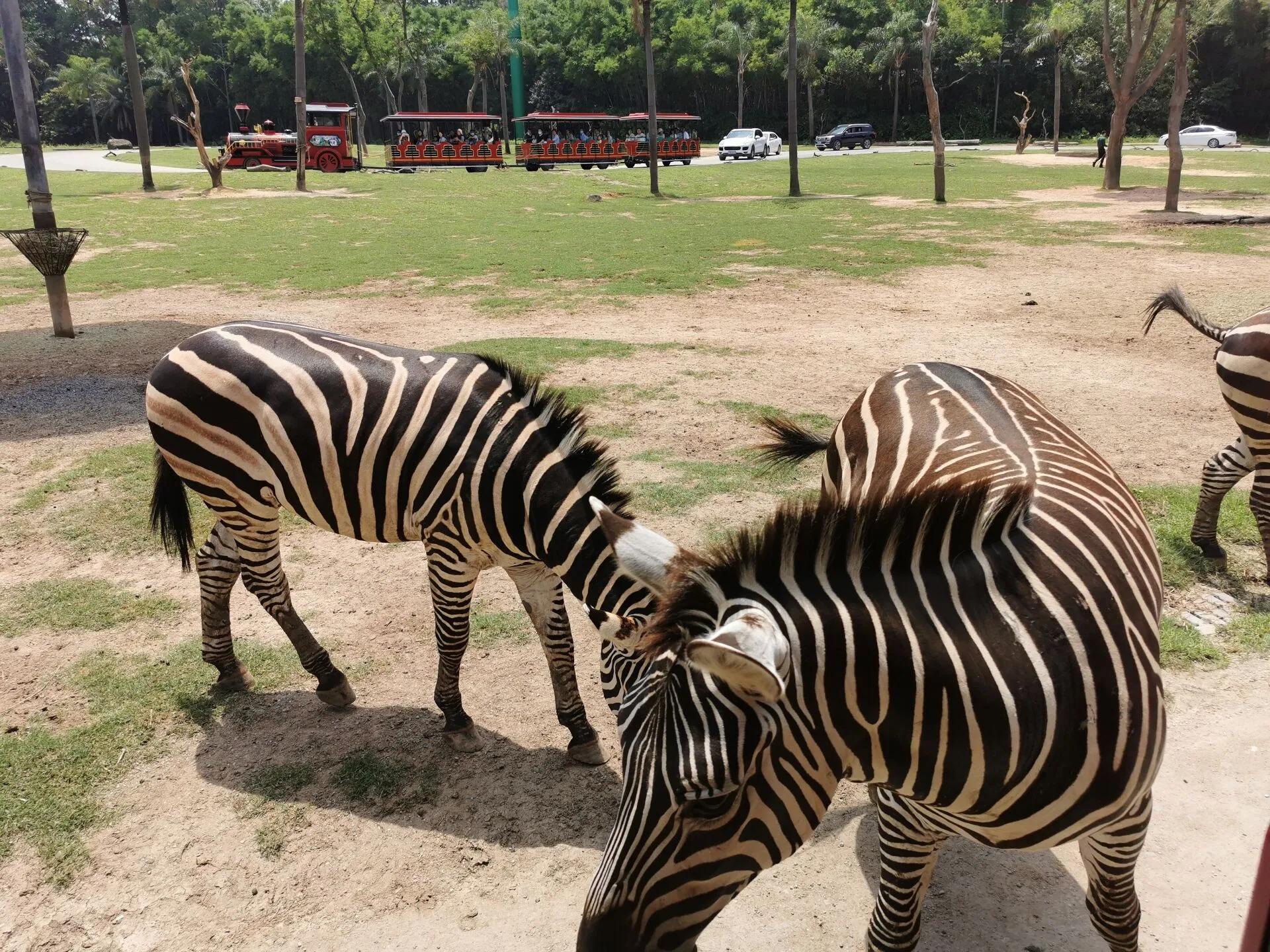 广州长隆野生动物园全部动物,广州长隆野生动物园所有动物介绍