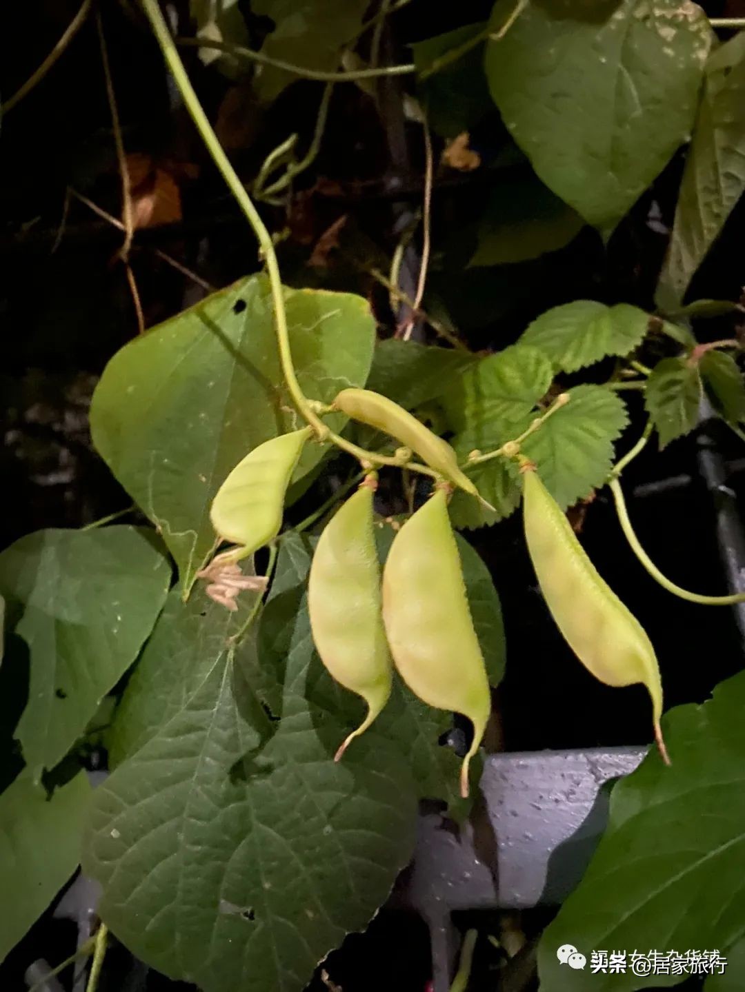 10/28,秋光漫漫下的码字