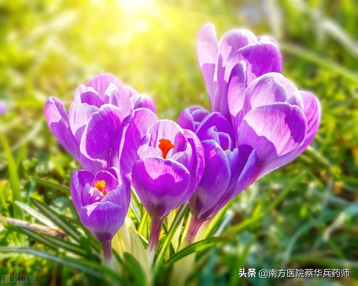 中医治心血管冠心病心绞痛,中医治疗心血管病心绞痛