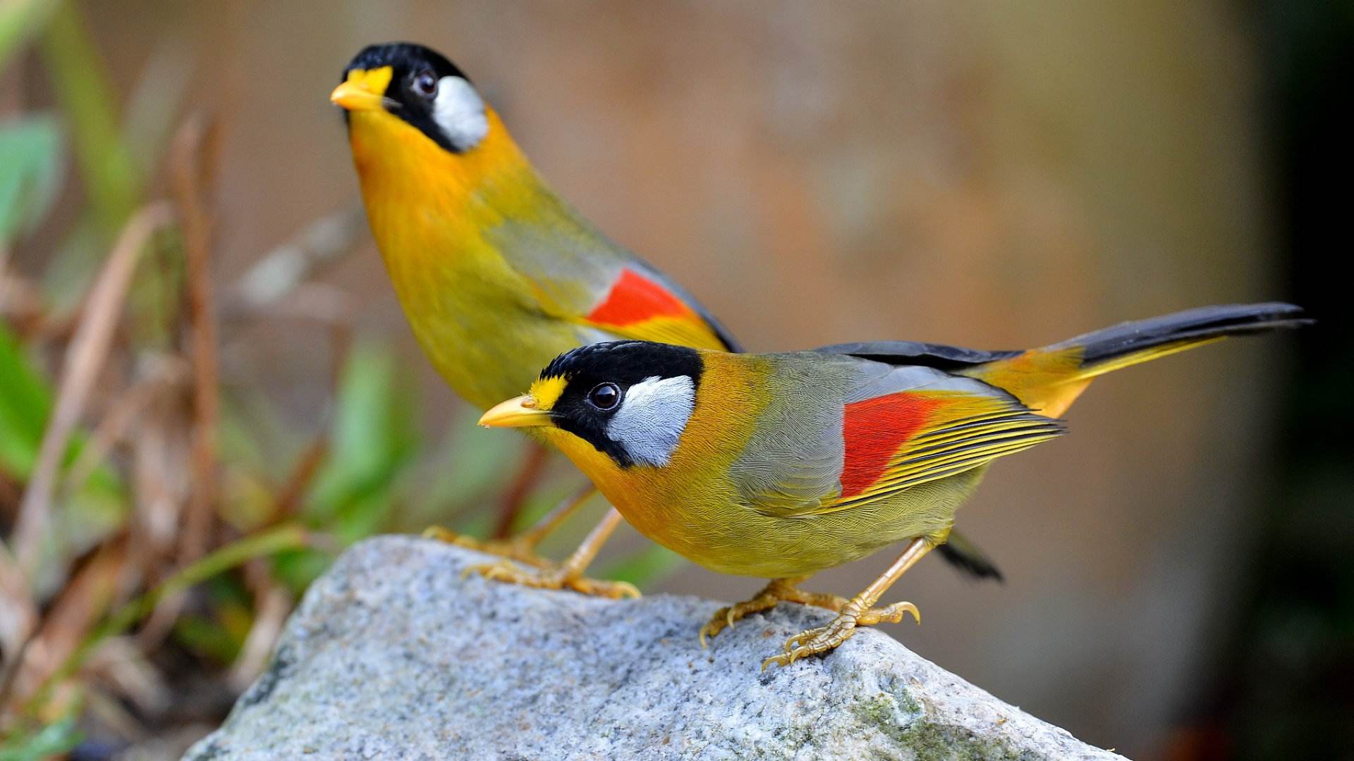 《说文解字》第692课：成语“羽翮飞肉”的“翮”是什么意思？