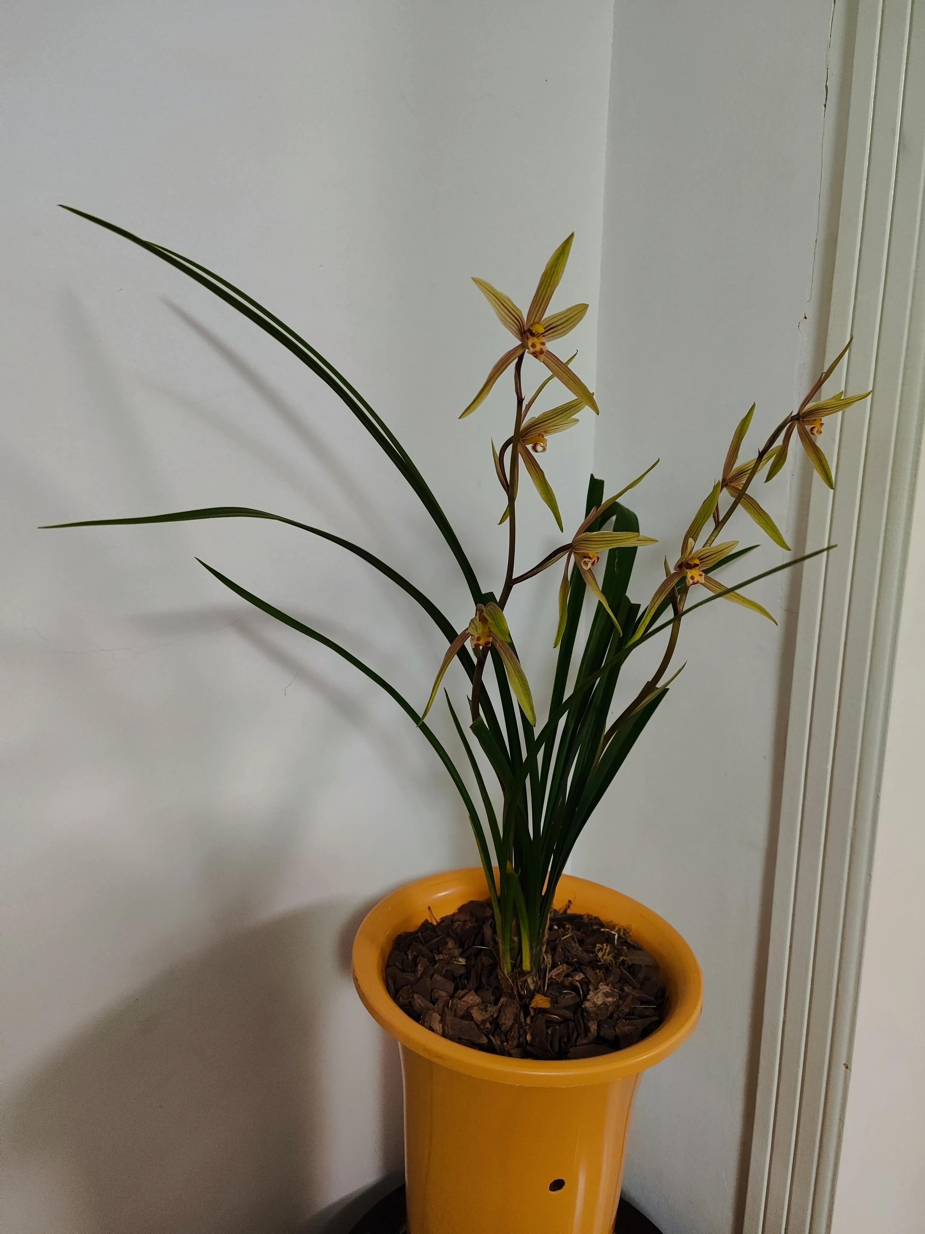 霓裳仙子图片,霓裳仙子汉服