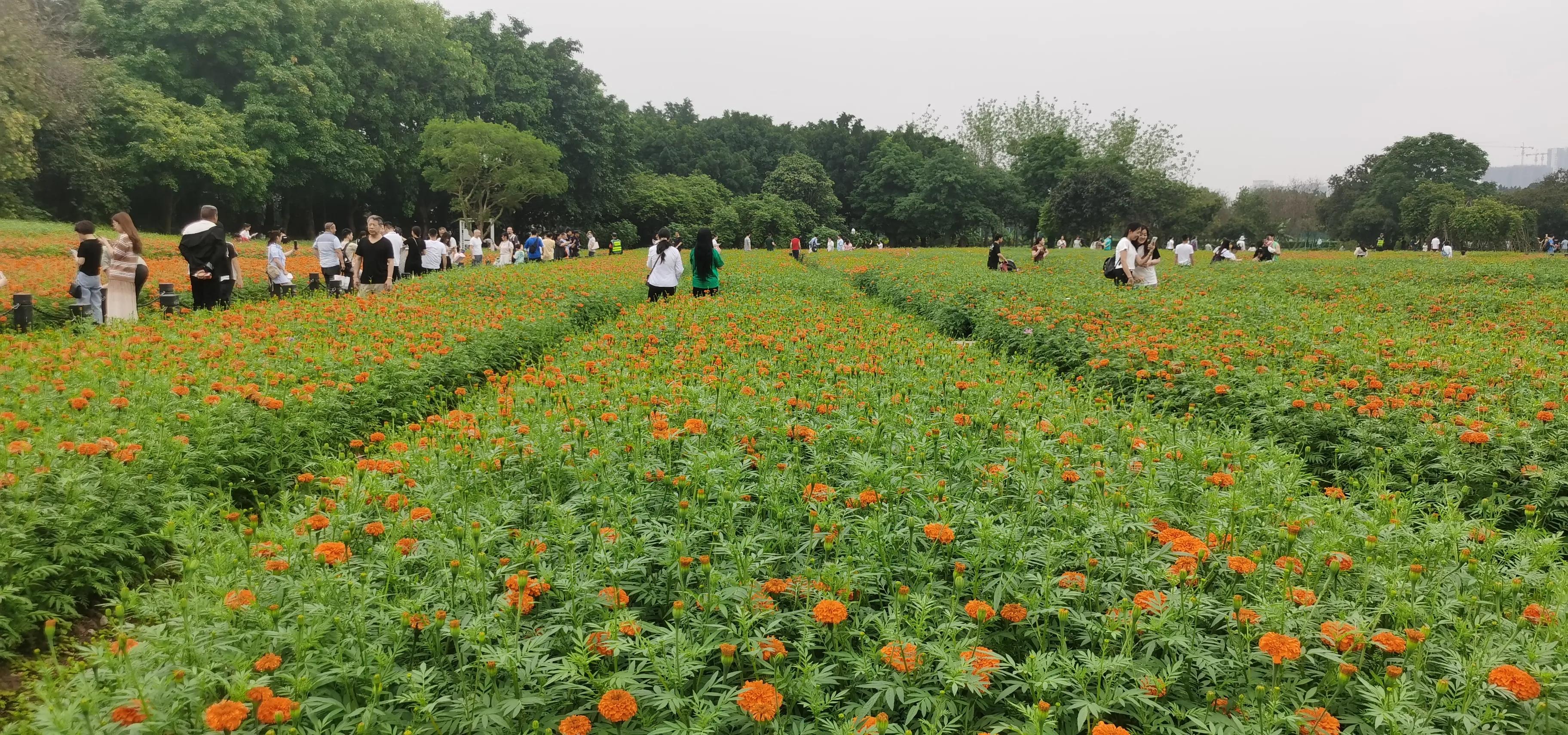 海珠湖湿地公园观鸟,海珠湖湿地公园地图