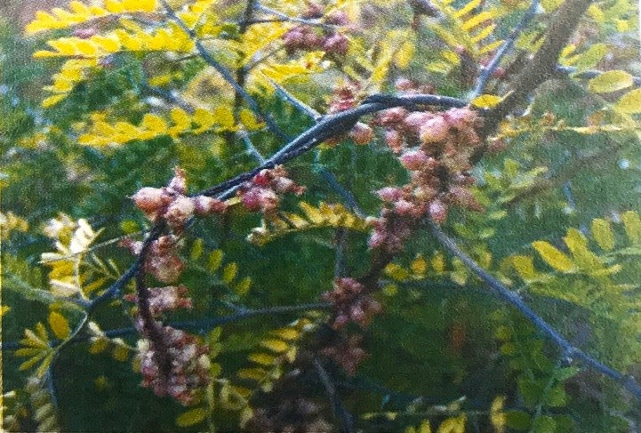 《药你明白》专栏:每天学一味中药:菟丝子