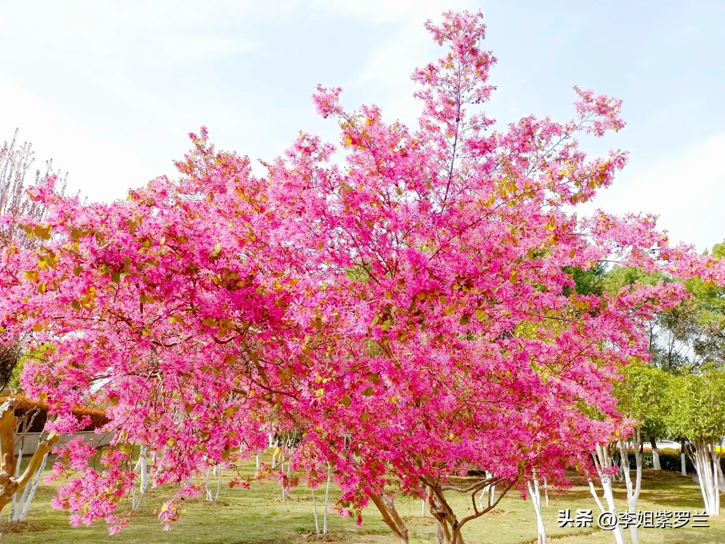 红花檵木和红花继木是一个品种吗,红花檵木和白花檵木