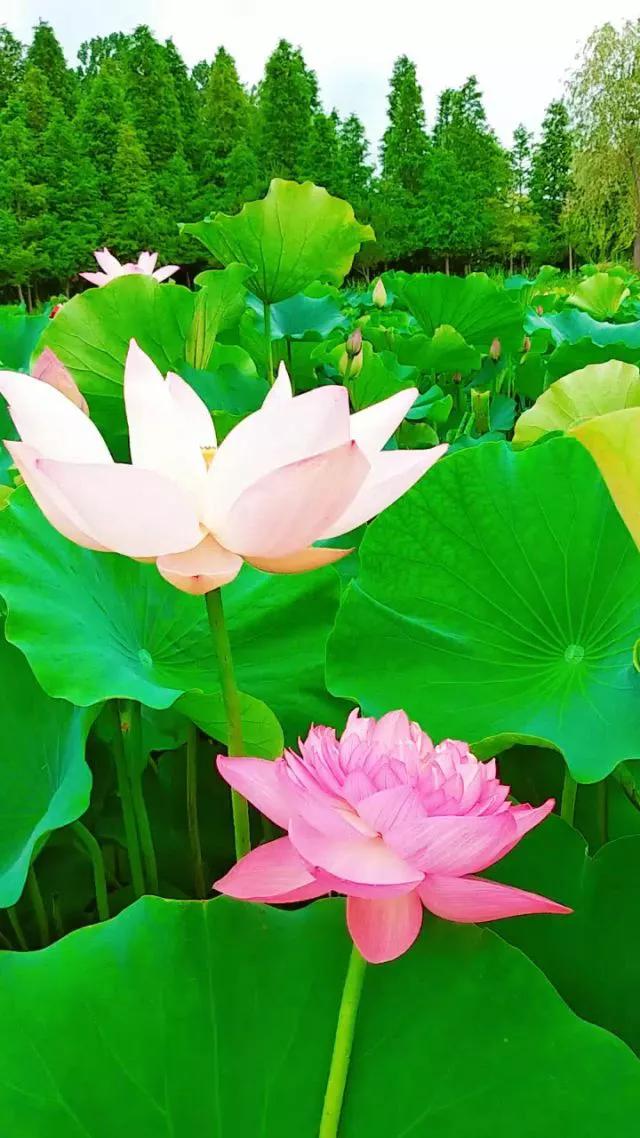 渡人先渡己最经典句子,人生感悟精辟句子渡人渡己