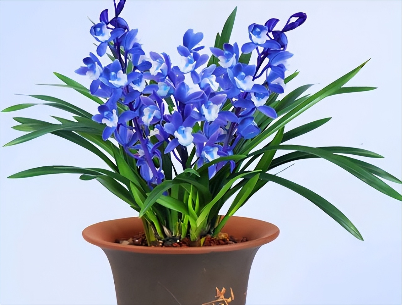 不起眼却很美丽的小花图片,不起眼但沁人心脾的花