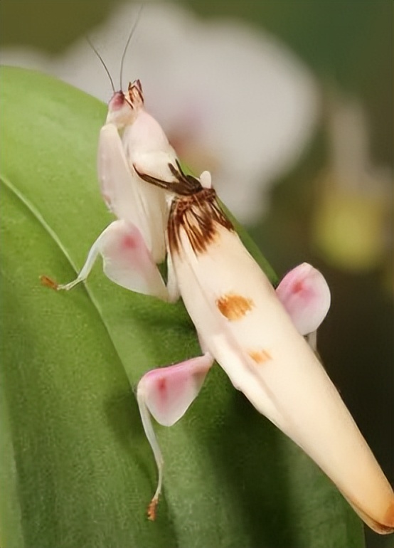 兰花螳螂是否是自然界原有的物种,兰花螳螂从卵变成小螳螂的过程