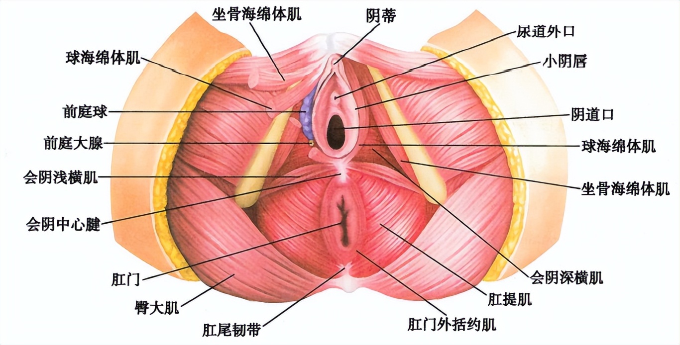 女性的控尿机制是怎样的,女性做尿动力学步骤