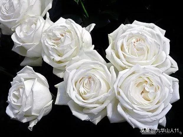 大花浓香勤花的月季品种,大花月季品种介绍大全图片及价格