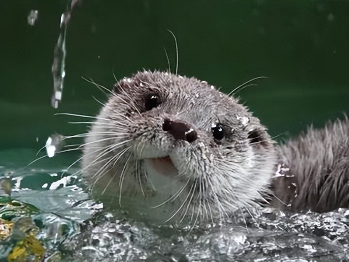 水獭建筑大师,动物界的建筑大师河狸