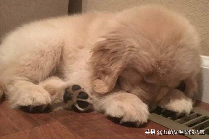 金毛犬可以吃饭吗,金毛犬不吃食用什么药