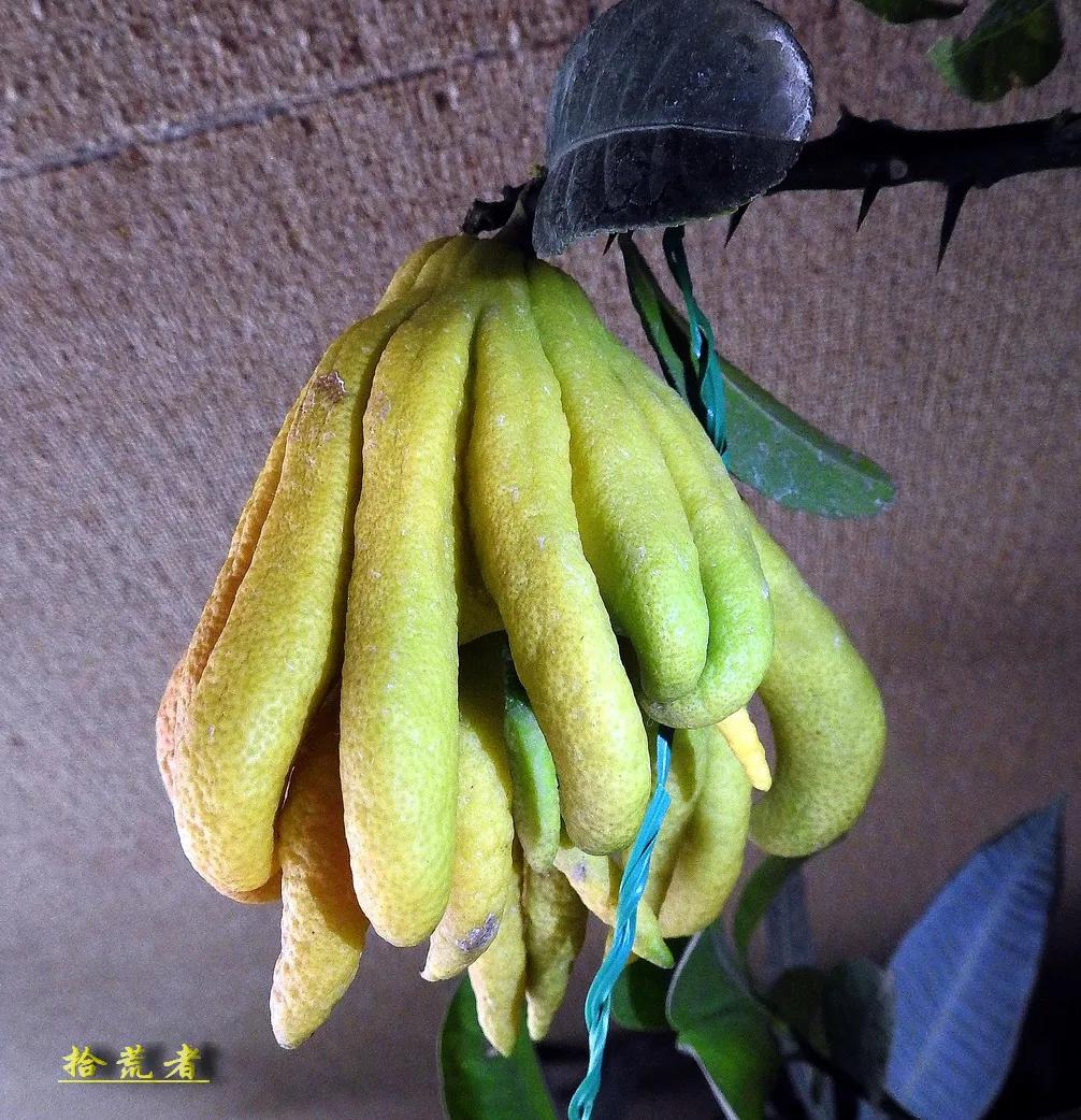 景观植物观果佛手图片高清,长得像佛手一样的东西叫什么植物