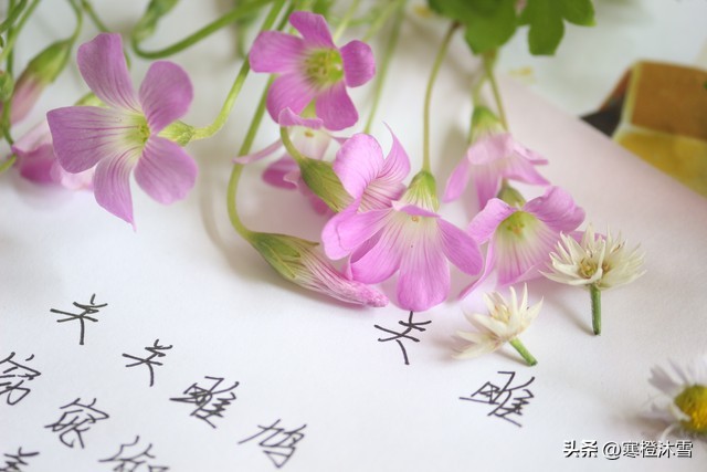 古诗词里的爱情适用什么歌曲,用古诗表达爱情