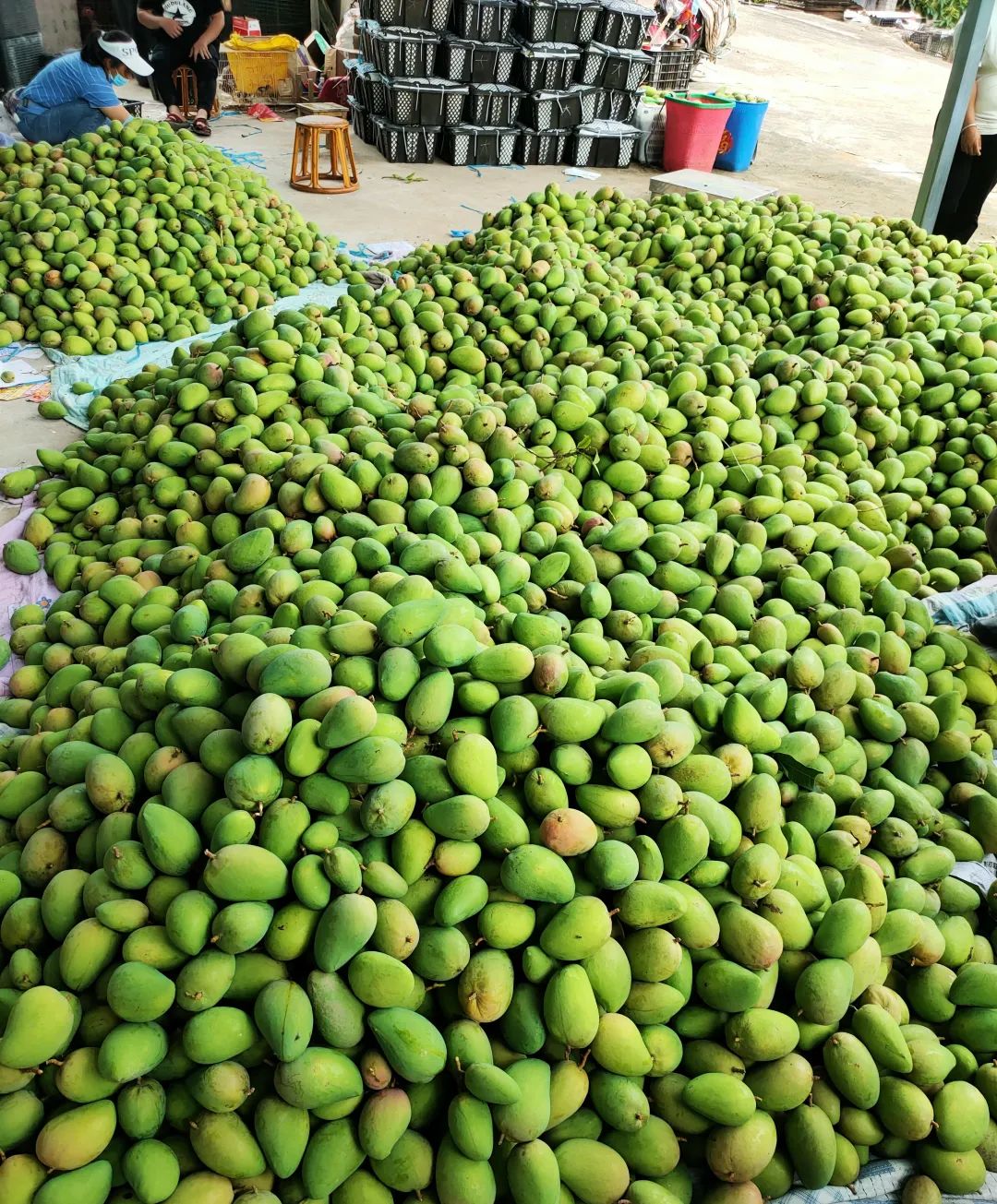 芒果产业助农增收,三产融合发展农民增产增收