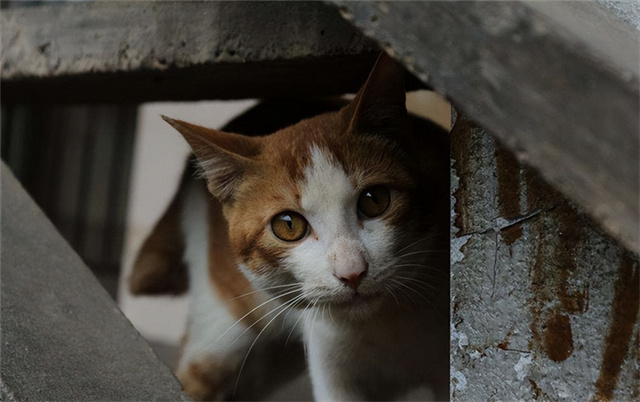 越南不养猫却一年吃掉400万只,越南一年吃400万只猫是真是假