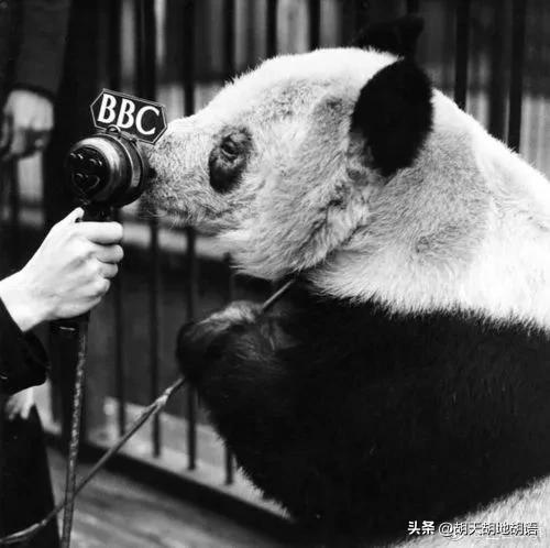 国宝熊猫的悲惨遭遇,讲解国宝大熊猫在美国生活的状况