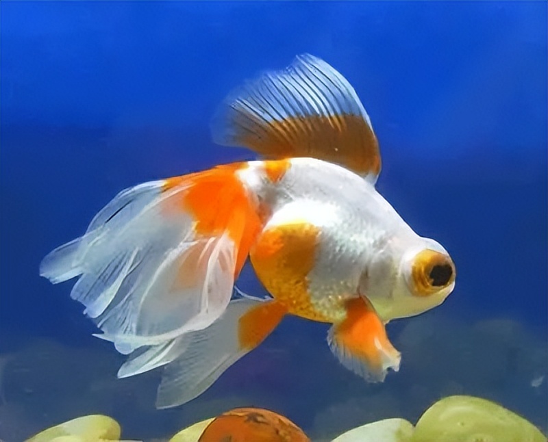 金鱼概述,金鱼图鉴