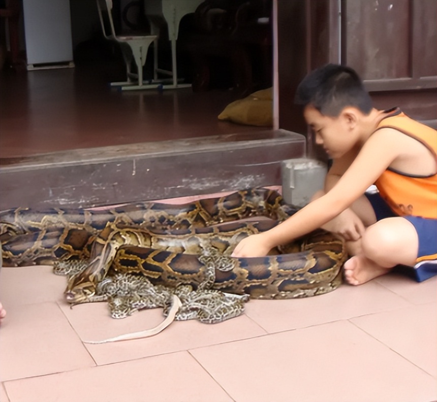 海南报恩巨蟒现况,巨蟒为报恩守护十几年