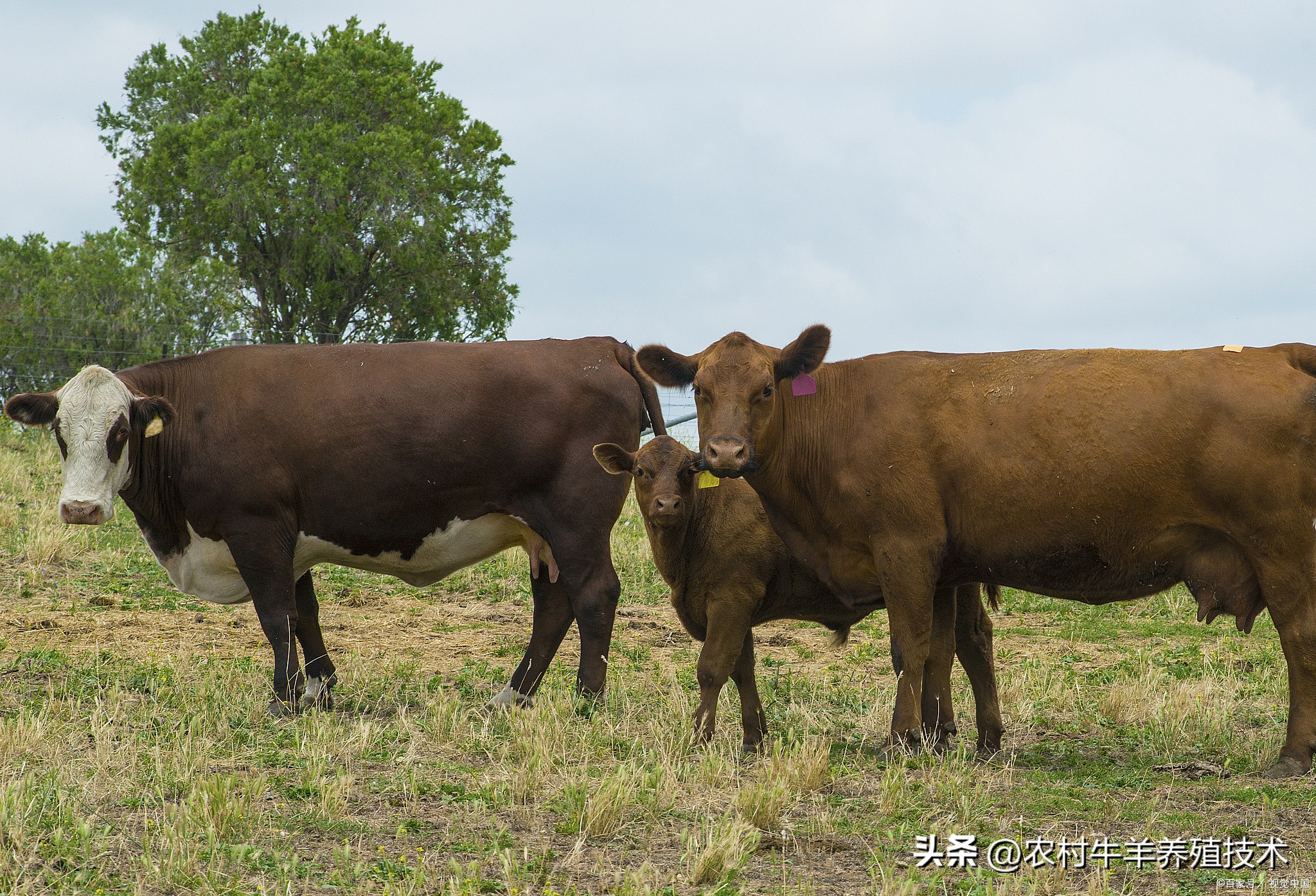 什么品种的牛好养长得快产仔高,哪个品种的牛生长最快抵抗力强