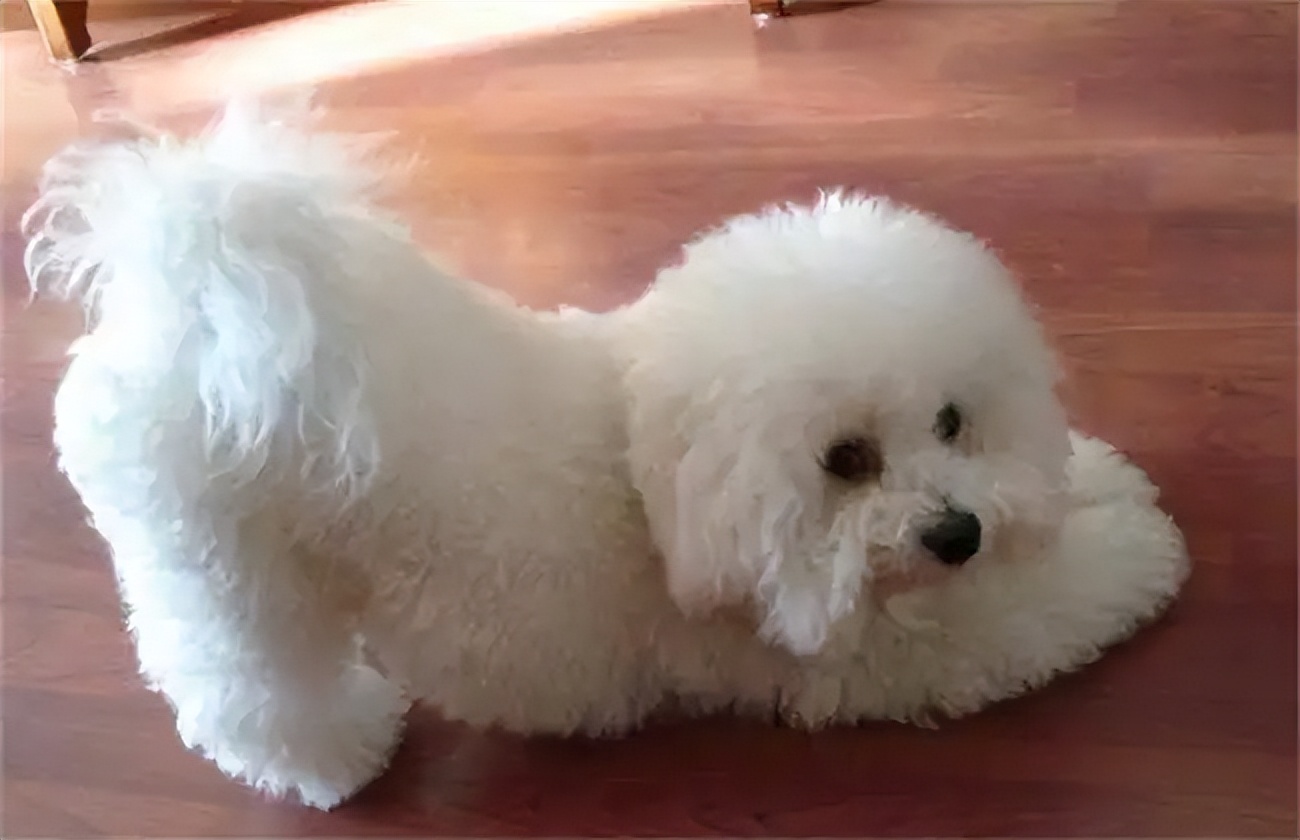 比熊怎么挑狗粮,比熊怎么挑才健康