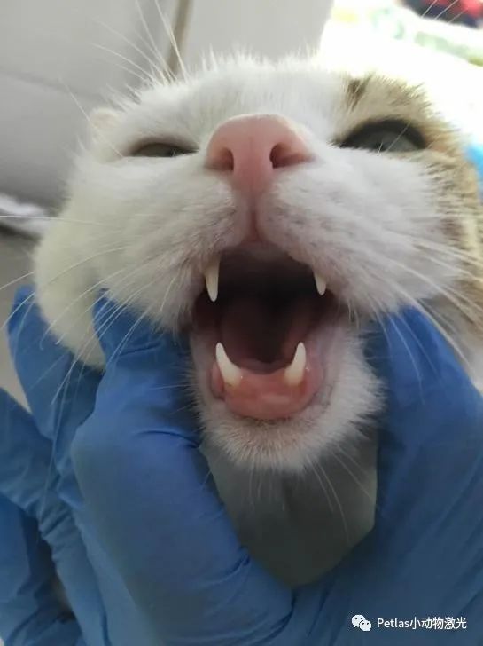 猫口炎激光治疗多少钱,猫口炎激光治疗